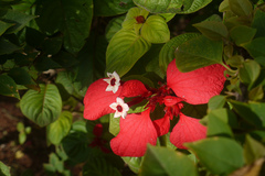 Mussaenda erythrophylla